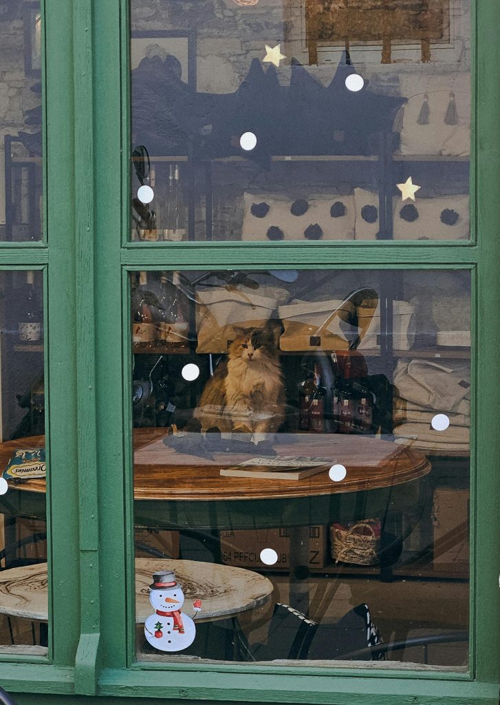 A fluffy cat sits on a table behind a green window, surrounded by cozy decor.